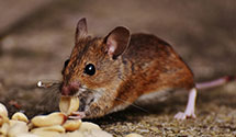 24 Hour & Emergency Exterminators in Jonesville, NC
